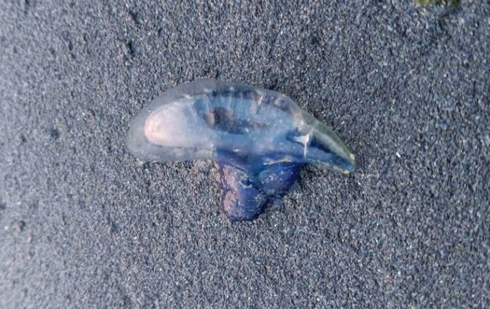 Deadly Portuguese Man o’ War Spotted at Sizihwan Beach, Kaohsiung Authorities Urge Extreme Caution