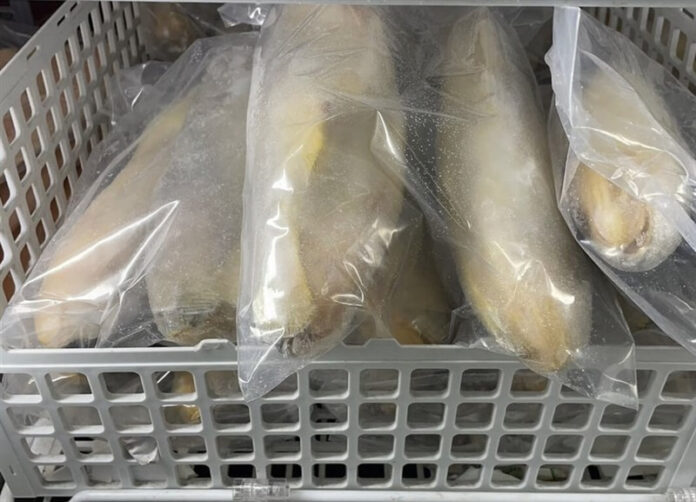 Tainted Fish Recall in Taiwan 1,000-Kilo Chinese Yellow Croaker Shipment Triggers Food Safety Alarm